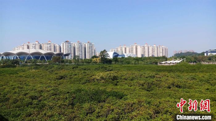 圖為防城港市北部灣海洋文化公園內(nèi)紅樹林郁郁蔥蔥?！●T抒敏 攝