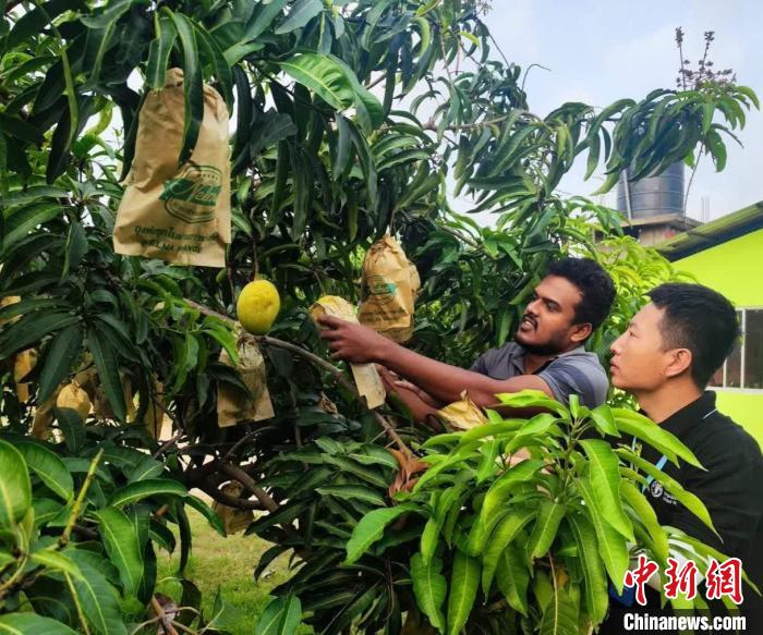 項(xiàng)目組專家在一處芒果生產(chǎn)基地開展田間病蟲害防控指導(dǎo)?！≈兴鼓夏虾献鲗＜医M供圖